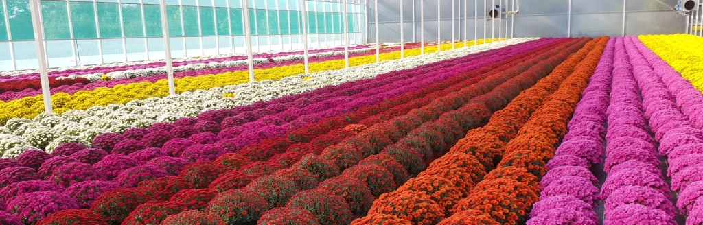 Production de chrysanthèmes