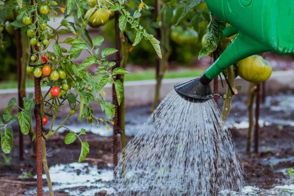 Que faire en juillet au jardin