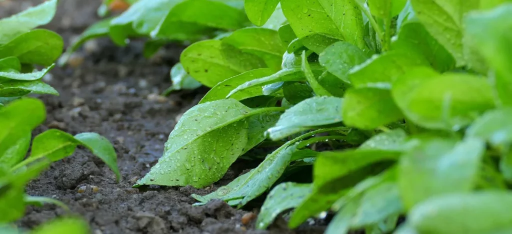 Semer les épinards en novembre au potager