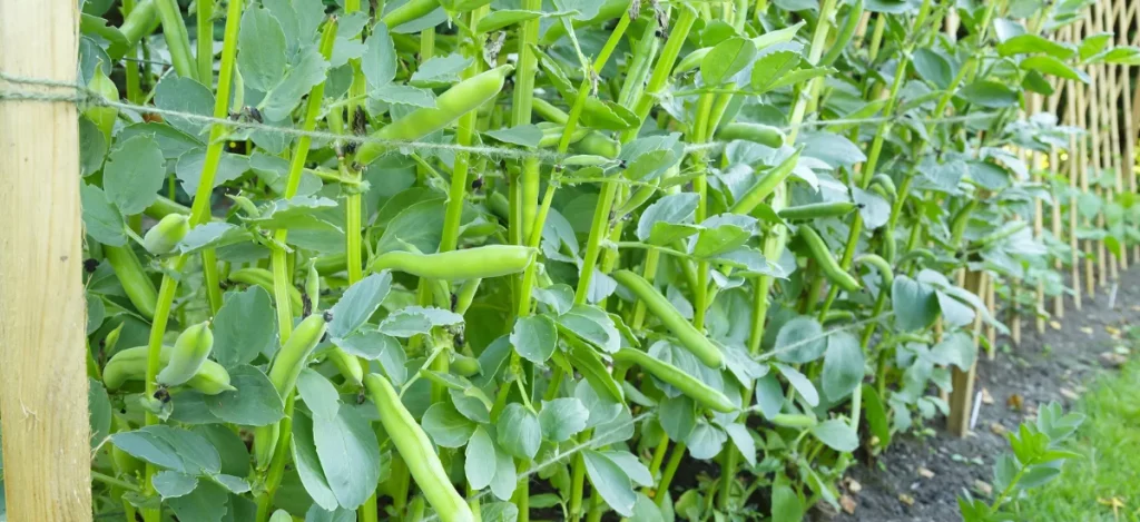 Semer les fèves en novembre au potager