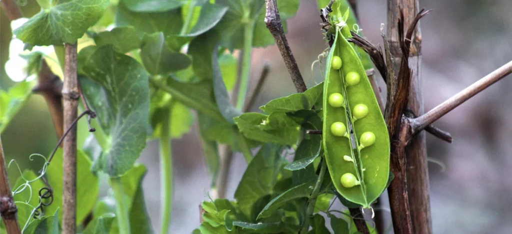 Semer les pois en novembre au potager