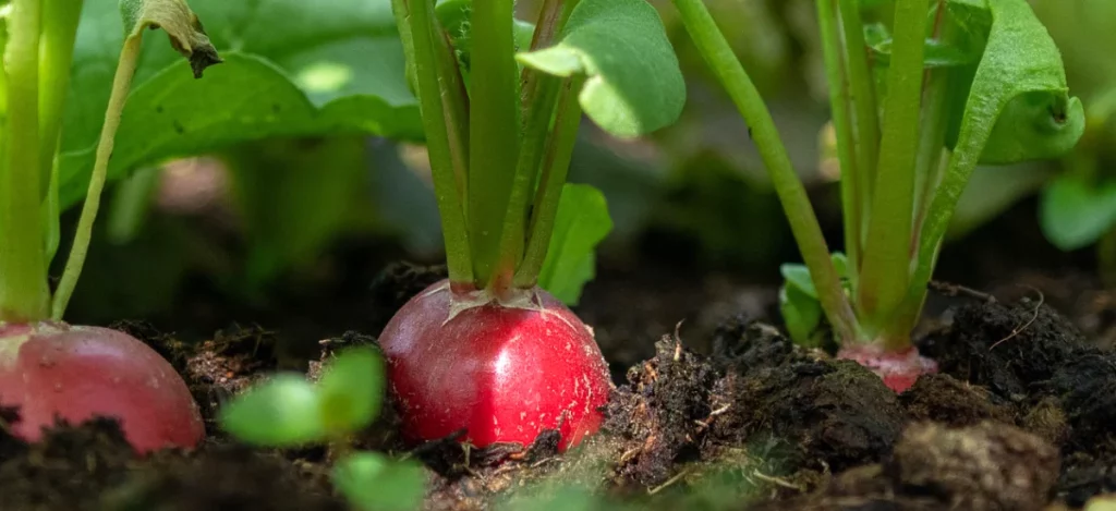 Semer les radis en novembre au potager