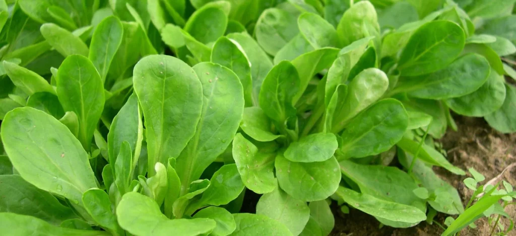 Semer la mâche en novembre au potager