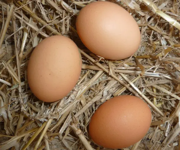 Le ramassage des oeufs au poulailler