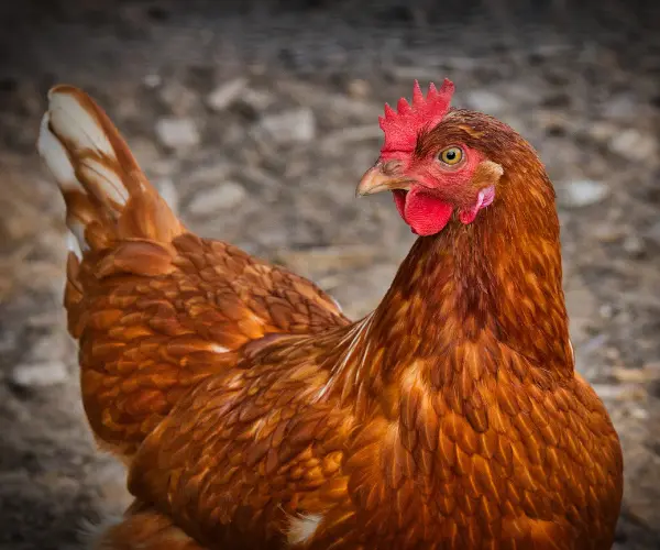 Poule rousse