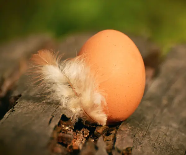 Le ramassage des oeufs au poulailler