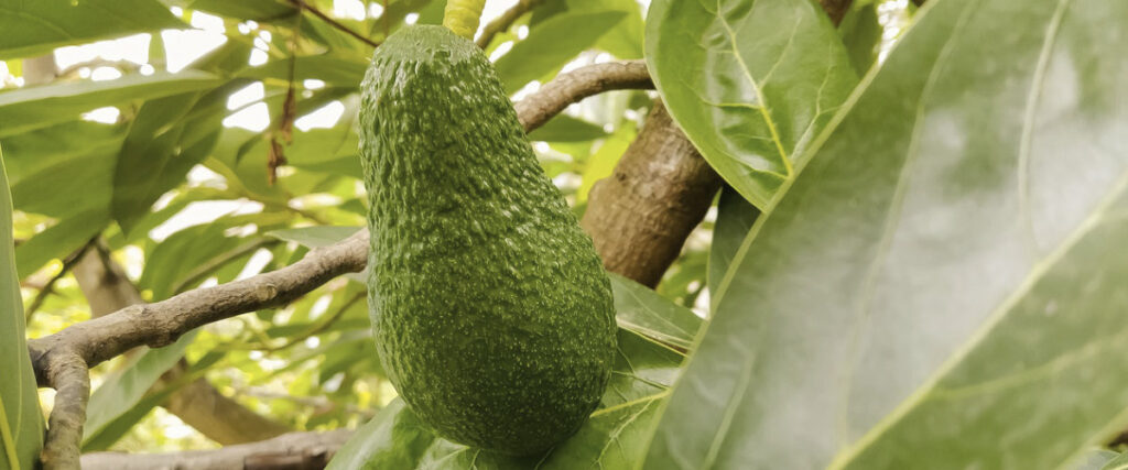 Avocatier Tropicaflore