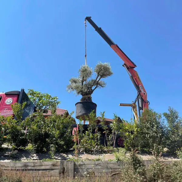 Les oliviers d'exception de la jardinerie Garden Centre Veyrat