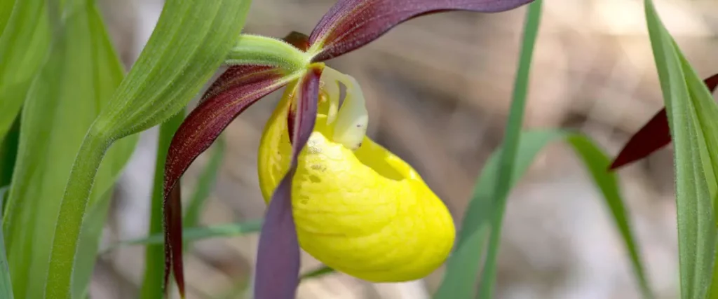 Orchidée Cypripedium