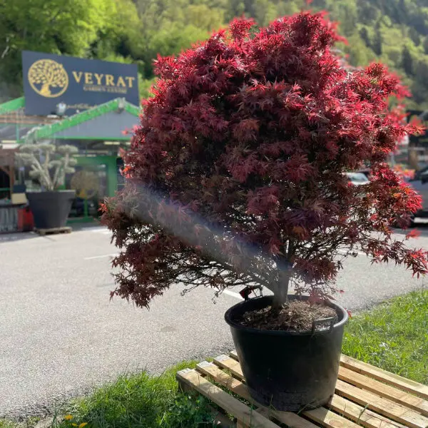 Espace pépinière de Garden Centre Veyrat