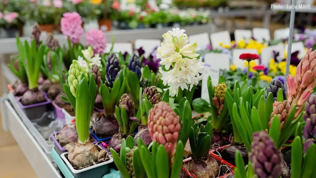 Les plantes de saison de la jardinerie Espace Nature