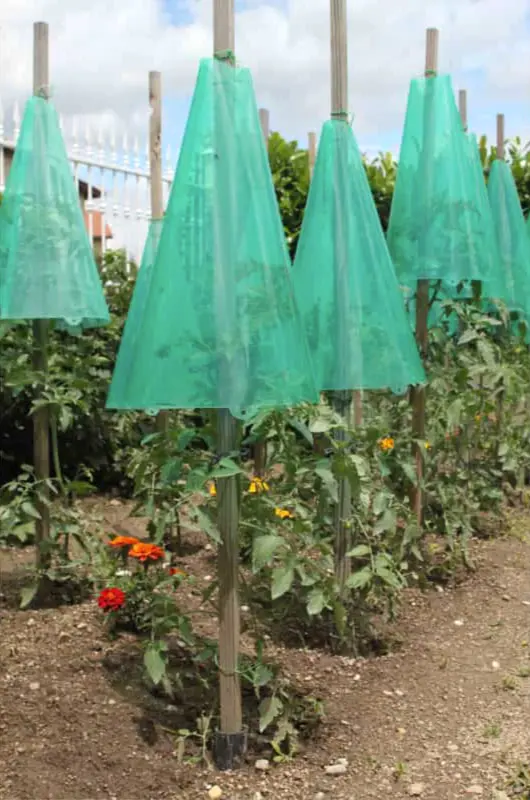 Cônes de forçage pour potager