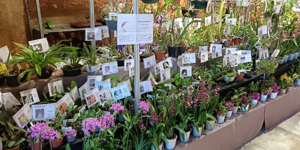 Le stand de Parenthèsz Tropicale lors des fêtes des plantes