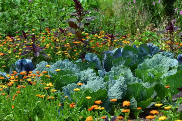 Jardin et Saisons