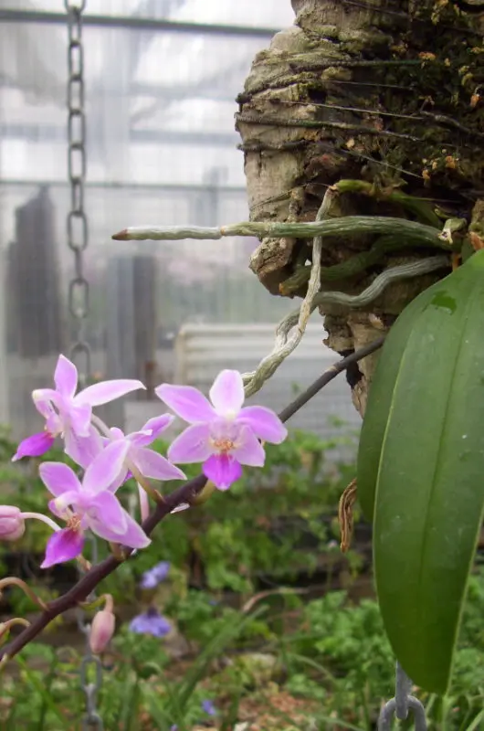 Les orchidées épiphytes de Parenthèse Tropicale