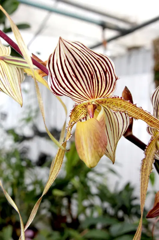 Maxillaria desvauxiana