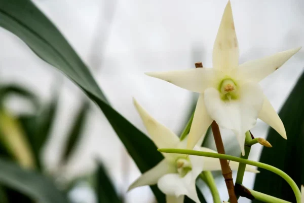 Parenthèse Tropicale : producteur d'orchidées près de Toulouse